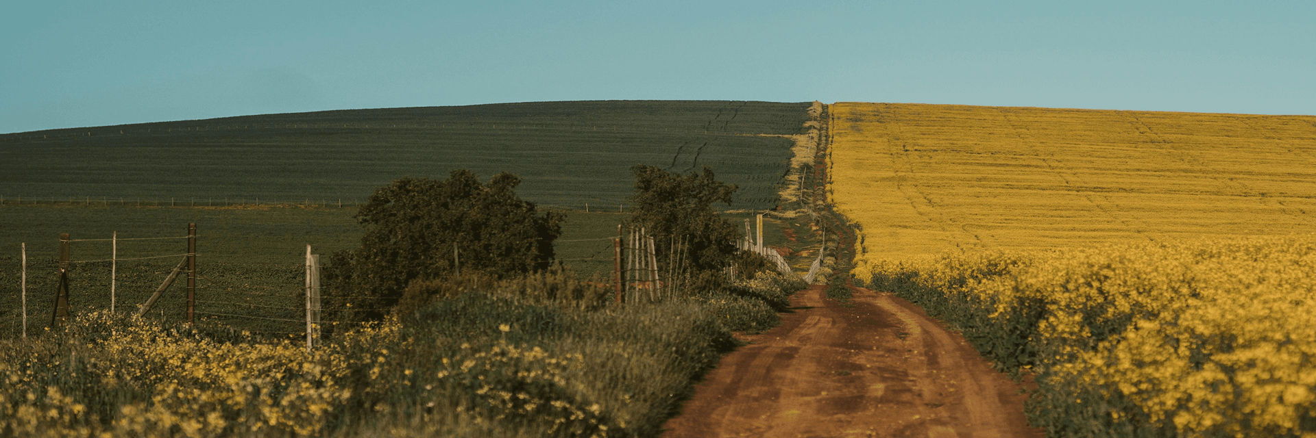 Rural landscape with green and yellow fields